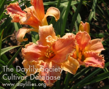 Daylily Tooth Fairy